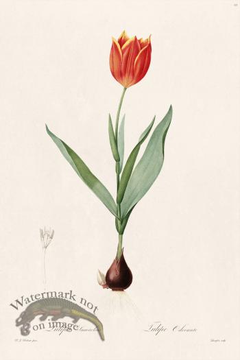 Les Liliacees Redoute 111